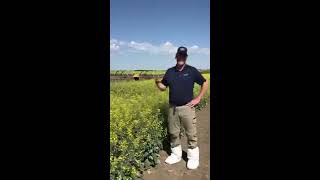 VICTORY Canola - Virtual Tour of Aberdeen Demo site, Aug 2020.