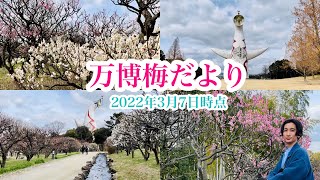 【梅レポ】22年3月7日の開花状況@万博記念公園【vlog】