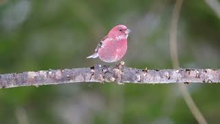 オオマシコ＠2024　Pallas's Rosefinch