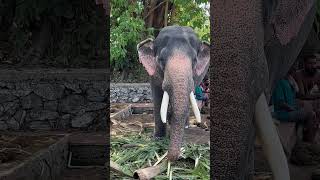 ചുരൂര് മഠം രാജശേഖരൻ #elephant #aanapremi #aanakeralam #pooram #shorts #viral #trending #ulsavam