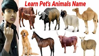 Learn Pet's Animals Name || Cute Animals Video cow, Dog, Cat || Animals Video || #cow cow video ||