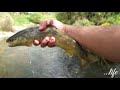 Outdoor Transylvania Fly Fishing Romania