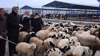 Güneydoğunun en büyük hayvan pazarı Siverek'te hizmete girdi