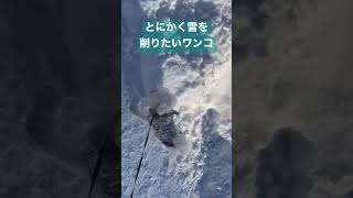 雪を削りながら歩くビションフリーゼ #shorts #子犬 #ペット #冬の散歩