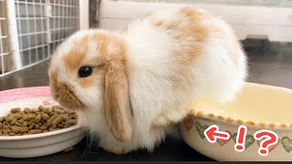 【子うさぎ】独特な体勢でごはんタイム・・・！？