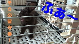 うさぎの留守番の様子をのぞき見してみた！～ミニレッキス編～【Bunny #7】