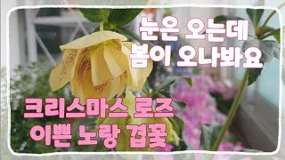 🌸크리스마스 로즈 꽃은 피는데 눈이 옵니다/새로 데려온 이쁜 제라륨들 🌸