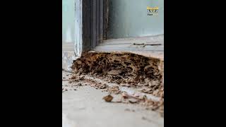 दीमक लकड़ी कैसे खा लेते हैं? How do termites eat wood? #shorts @factstory725