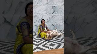 munna bada pyara 🥰||RockyRoxx|| #viralvideo #doglover #cute #shorts #short #trending #pets #dog