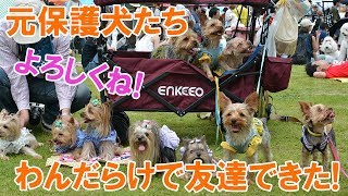 元保護犬達、わんだらけで友達たくさんできたよ！みんなよろしくね！