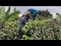 elakki banana nandini farm