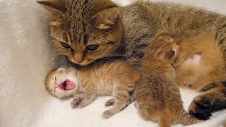 Mother cat Lili stomps her baby kittens one out of every two times!