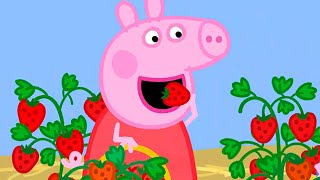 Peppa Pig Official Channel | Season 8 | Compilation 17 | Kids Video