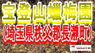 【宝登山蝋梅園】【埼玉県秩父郡長瀞町】宝登山蠟梅園（埼玉県秩父郡長瀞町）