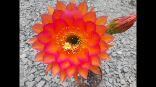 Takoradi x Flying Saucer Trichocereus Cactus Jerk S1E421