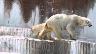 バフィンさん怒る　ホッキョクグマ・天王寺動物園　2015.5.28