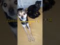 Подпишись.С Вас лайк комментарии.Спасибо👇👍🙀😂🐶🎄