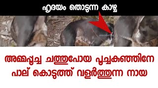 അമ്മപ്പൂച്ച ചത്തുപോയപ്പോൾ ആരോരും ഇല്ലാതെ കരഞ്ഞ പൂച്ചക്കുഞ്ഞിനെ നോക്കുന്ന നായ - വീഡിയോ വൈറൽ