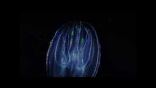 Introduction to Ctenophores or Comb Jellies