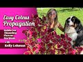 Easy Coleus Propagation Guide for Stunning Flower Gardens | Kelly Lehman