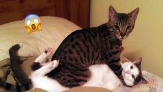 funny animals would video || Funny cat videos || Full funny animals video