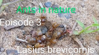 Ants in Nature ep 3: Lasius brevicornis | information, tendencies and flights