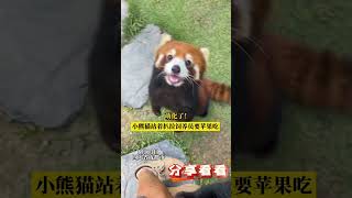 萌化了！小熊猫站着扒拉饲养员要苹果吃