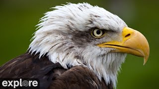 Decorah Eagles - North Nest - 4k powered by EXPLORE.org