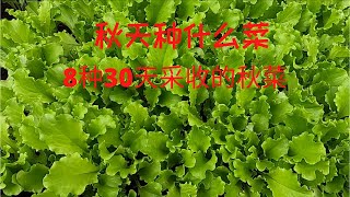 秋天种什么菜？ 8种30天采收的秋菜