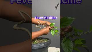 Hibiscus Bonsai Tree For Fever Medicine