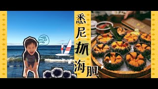 澳洲悉尼抓海胆秘籍vlog／真的可以抓到好多海胆啊／购买渔证／下水装备／抓海胆地点