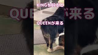 超大型犬達の朝もう暑いなあ#超大型犬  #shorts