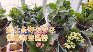 想让长寿花开花，需要具备哪些条件？