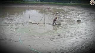 ANABAS TESTUDINEUS HARVESTING|SPECIAL FOR NINGOL CHAKAOBA|UKABI FARM IN MANIPUR||FISH FARMING LIFE