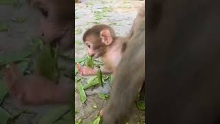 Little monkey learns to eat #shorts #short #shortvideo #shortsvideo #monkey