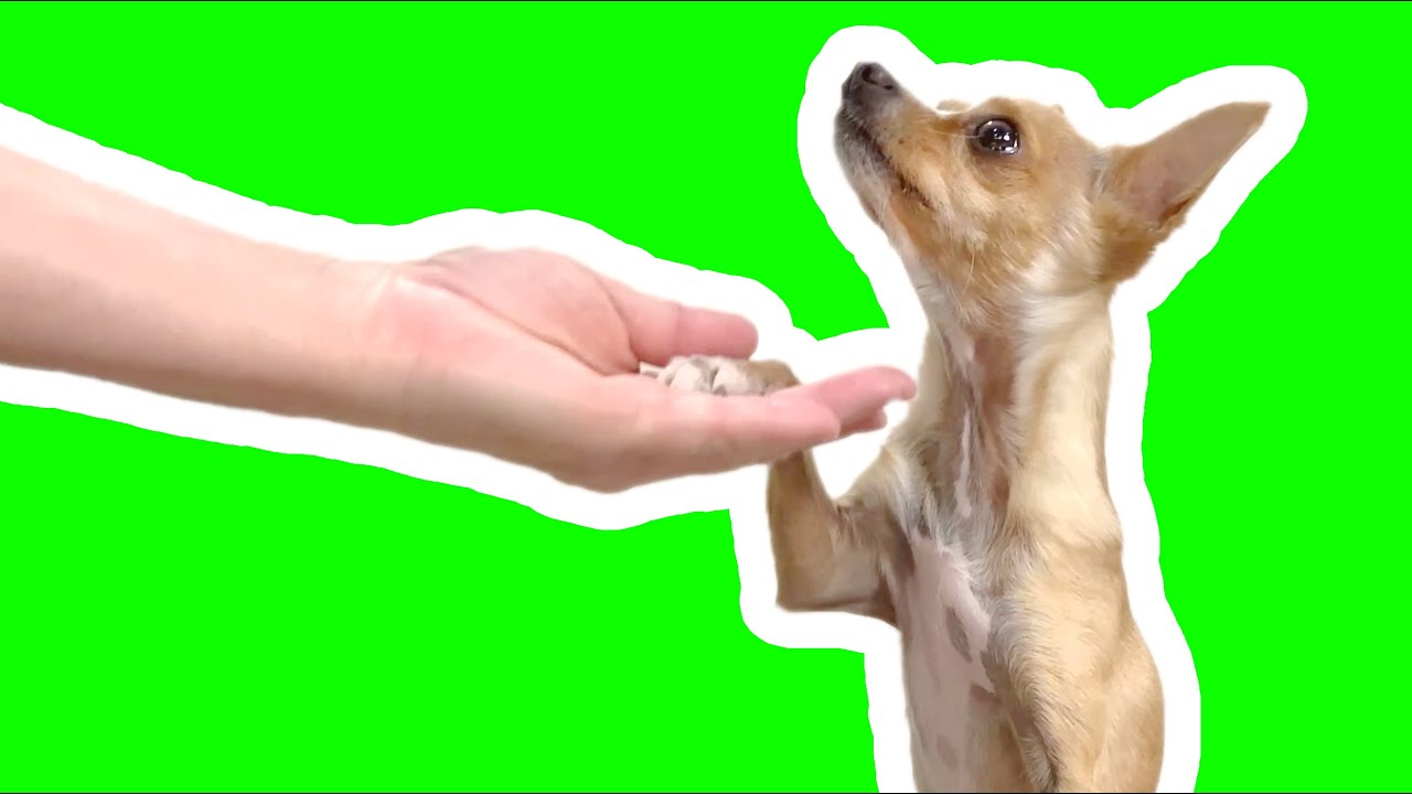 5 Easy Dog Trick Tutorials Youtube