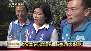 雲林新聞網-斗六茂谷柑落果會勘