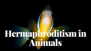 Hermaphroditism in Animals | Fascinating Facts and Species