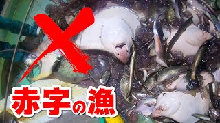 【赤字の漁】これじゃ生活できない！高級魚マナガツオはどこへ行った！