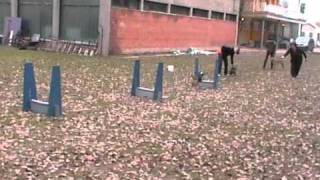 Lutra flyball edzés - 11.14. - csapat