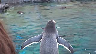 【旭山動物園】 旭山動物園 ペンギン１　旭川市 北海道【Asahiyama Zoo】Penguin　Asahikawa City,Hokkaido 2020/11/02