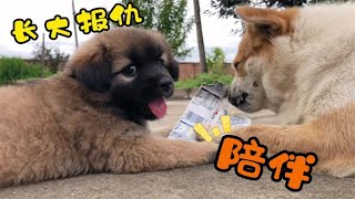 田园犬陪小奶狗磨牙，一言不合就开抢，小家伙动作太萌了【柿柿红爱吃肉】