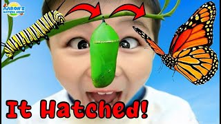 KIDS!🐛➡️🦋I Hatched a REAL Monarch Butterfly! | EDUCATIONAL KIDS NATURE SHOW🌿