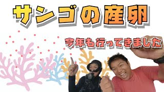 🪸今年もサンゴの産卵に行ってきました‼️石垣島の名蔵湾へ〜🪸