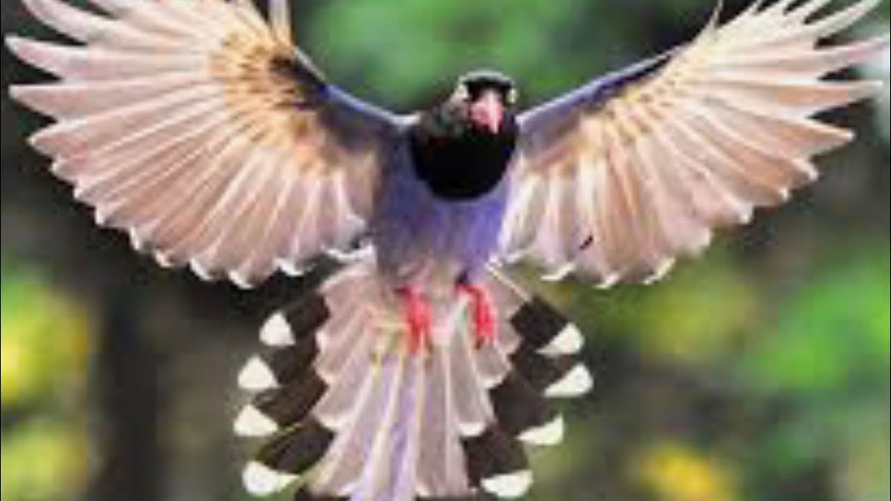 Learning How To Fly Youtube