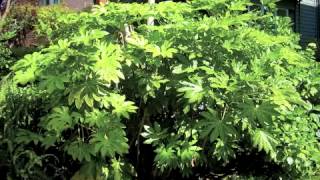 Fatsia japonica - Japanese Aralia