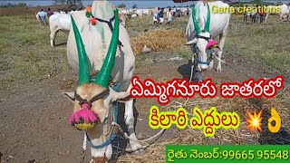 పెద్ద సైజులో ఉన్న కిలారి ఎద్దులు ఏమ్మిగనూరు జాతరలో//big size killari bull's sales 💥👌