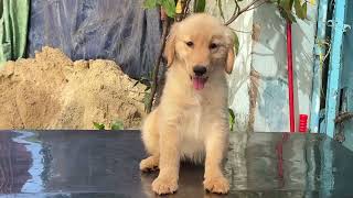 Cute Puppy dogs កូនឆ្កែស្អាតៗណាស់ ឆ្លាត🐕❤️🥰