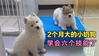 2-month-old puppy learns skills very fast