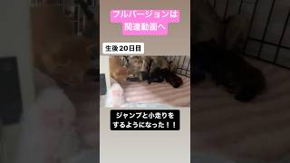 小走りを覚えた赤ちゃん猫 フルバージョンは関連動画へ　#kitten #子猫 #保護猫